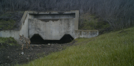 Coyote using wildlife crossing