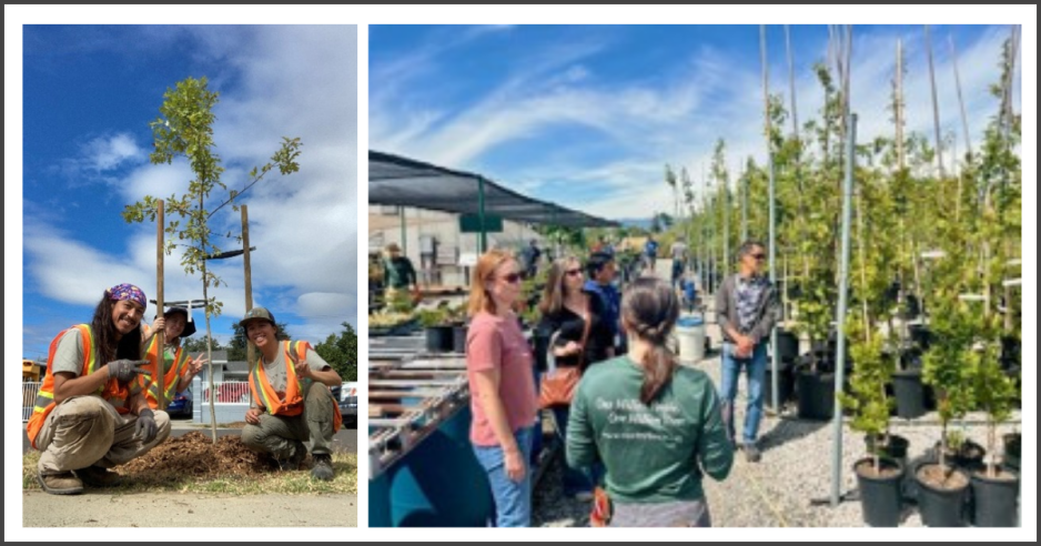 Free Trees and VTA staff